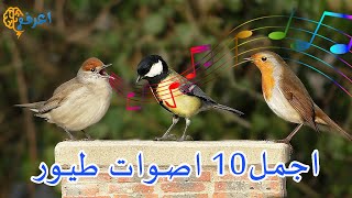 اجمل اصوات طيور فى العالم أصوات من الجنة تسمعها لأول مرة فى حياتك