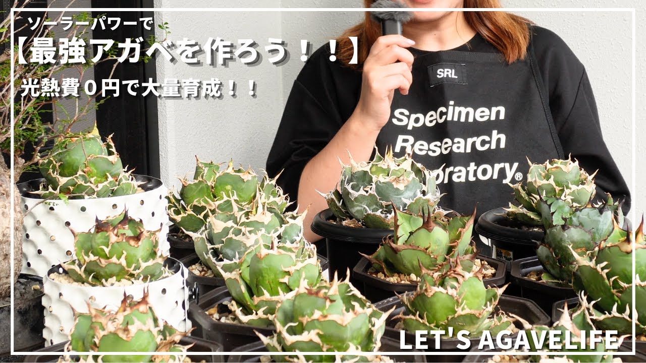 【アガベ】最強アガベを育成開始！！コスパ０円のベランダ育成スタイル