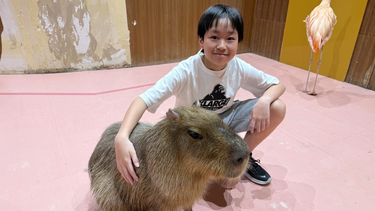 レオくんがおでかけしてみた！Moff animal cafe！ Part108 レオスマイル