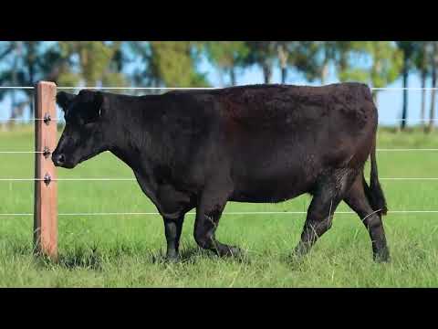 LOTE 48   TAT 3422 F Angus
