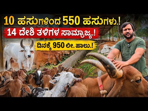 10 ಹಸುಗಳಿಂದ 550 ಹಸುಗಳು.! 14 ದೇಶಿ ತಳಿಗಳ ಸಾಮ್ರಾಜ್ಯ.! ದಿನಕ್ಕೆ 950 ಲೀ. ಹಾಲು.!