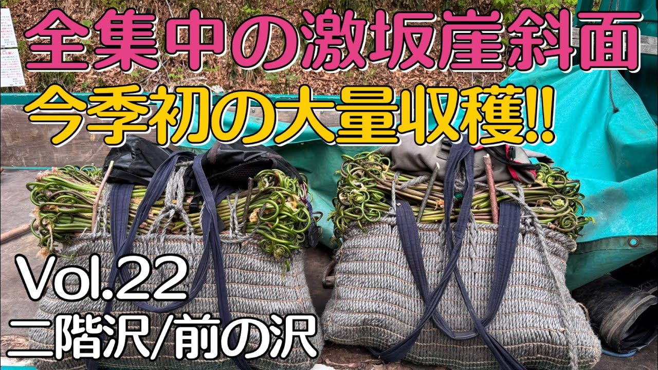 采配 Wild Bracken Harvesting Vol. 22: A Massive Haul on a Steep