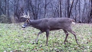 Best Small Hunting Plot Seed Blend Strategy