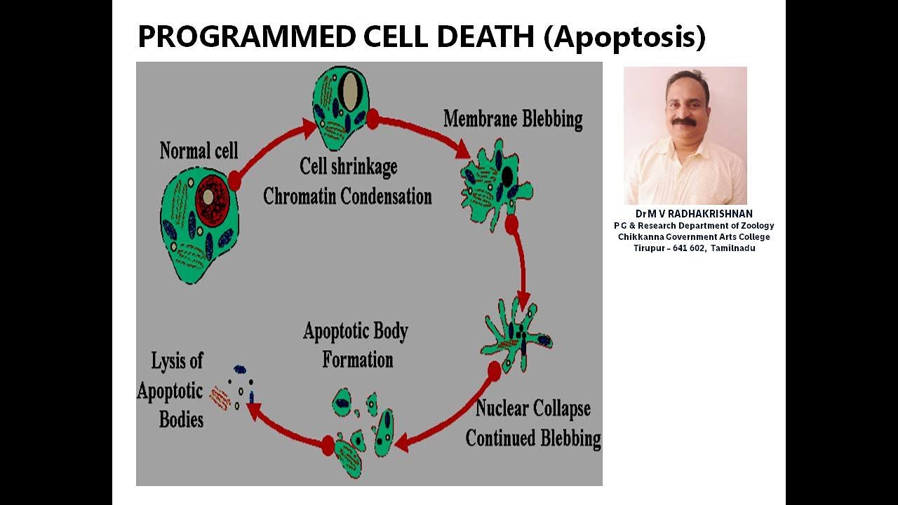 PROGRAMMED CELL DEATH I APOPTOSIS - YouTube