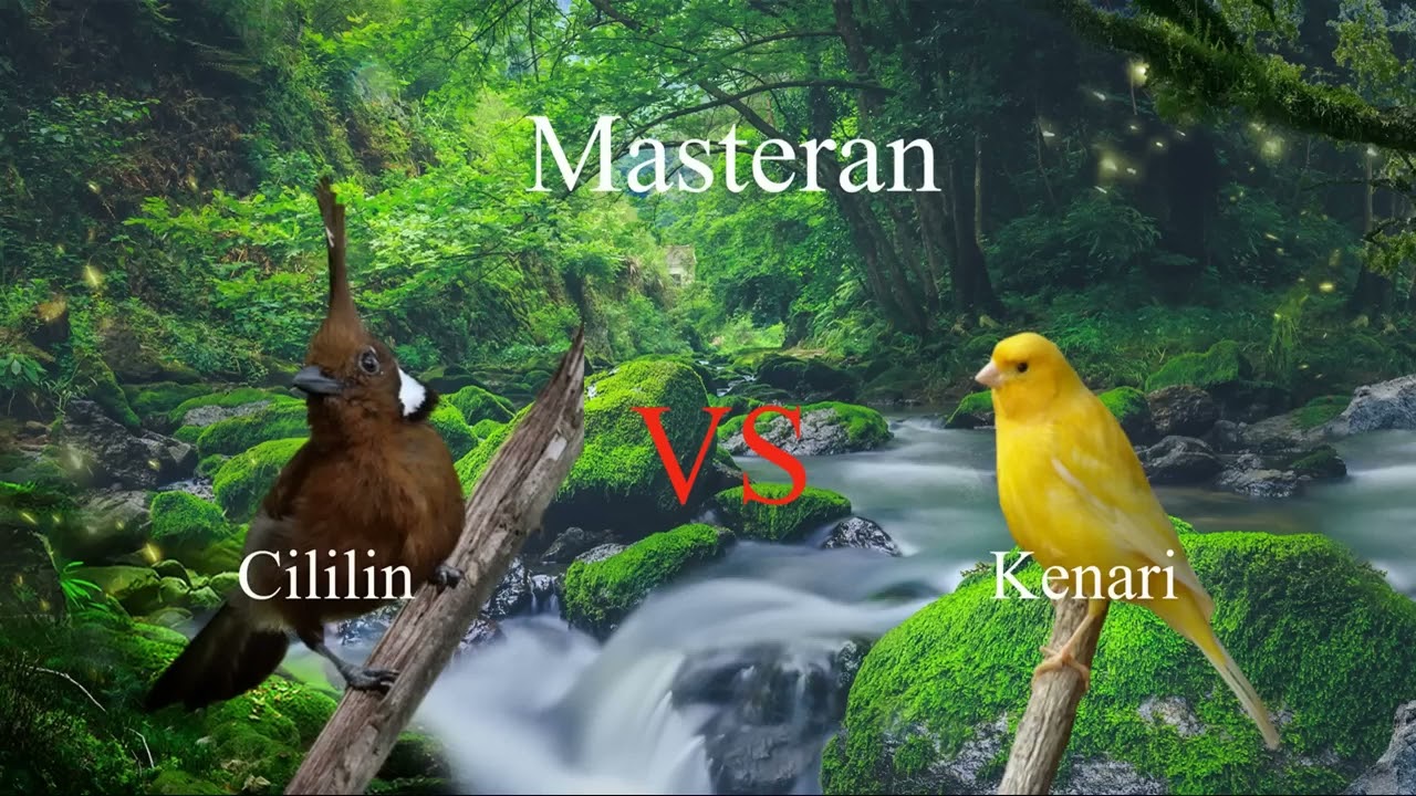 Masteran Kenari sambung Cililin suara jernih jeda 1 menit!! || Versi 3 jam