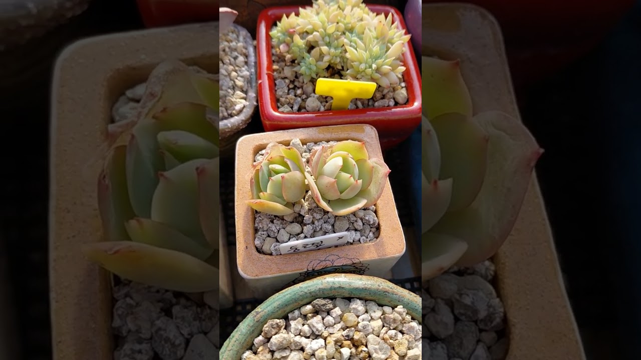 구독자 분들  고맙습니다 정수 새해 인사드립니다 새해복 많이 받으세요 ☕️☕️☕️☕️