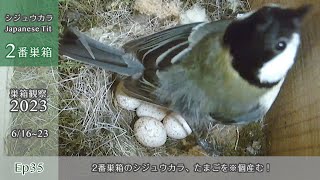 The Japanese Tit Lays 7 Eggs in Nest #2! (Nest Observation 2023 ep35 June 1623, 2023)