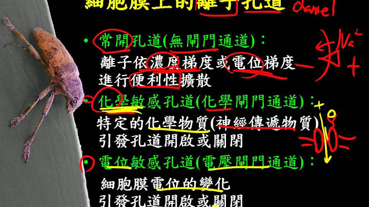 9 2 6細胞膜上的離子通道種類與膜電位的研究史三捷 - 天天要聞