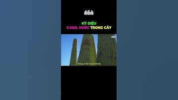 Bí mật nơi sa mạc: Những ‘thùng chứa sống’ của kiến mật và cây xương rồng khổng lồ #shorts