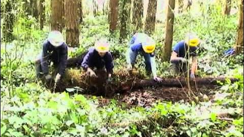 Invasive Removal 2 - Ivy Roll