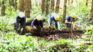 Invasive Removal 2 - Ivy Roll