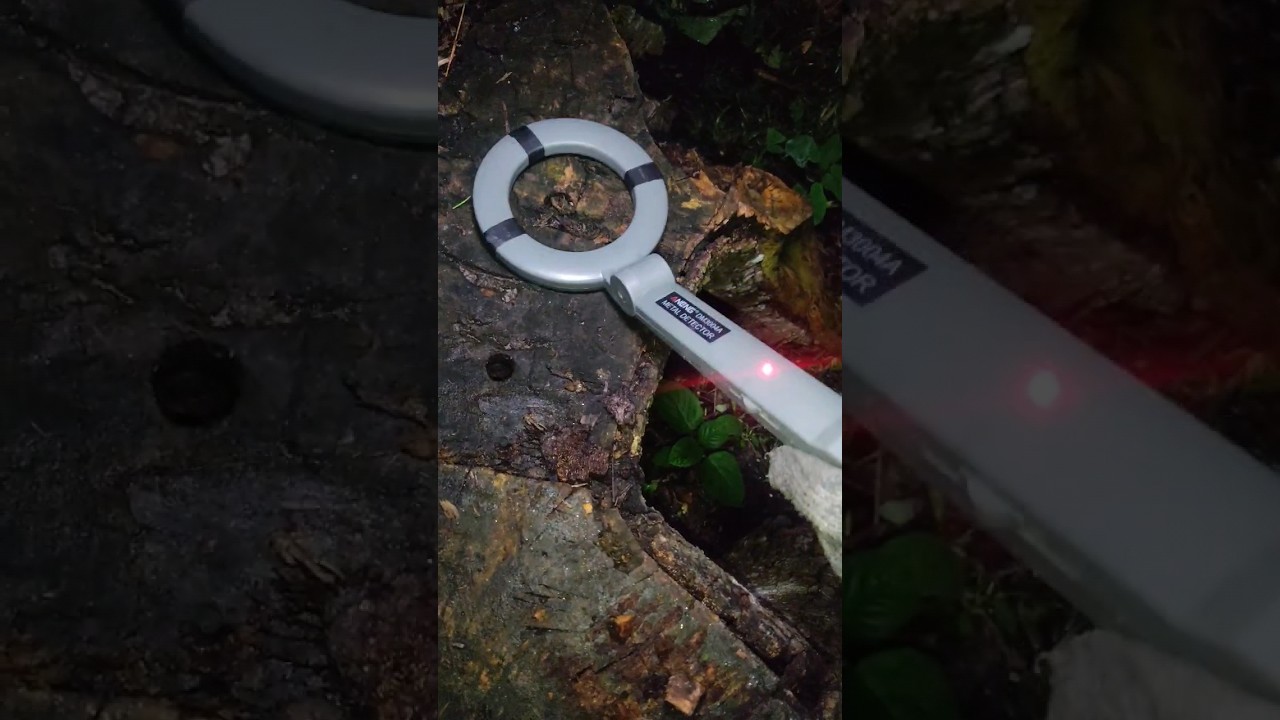 gold found old tree Treasure Hunt video 