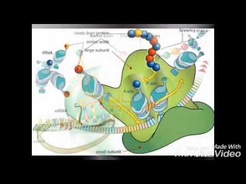 Video: Apa definisi RNA ribosom?