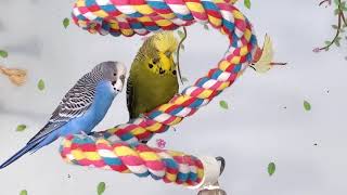 Budgies singing, bathing and playing | Budgie Sounds