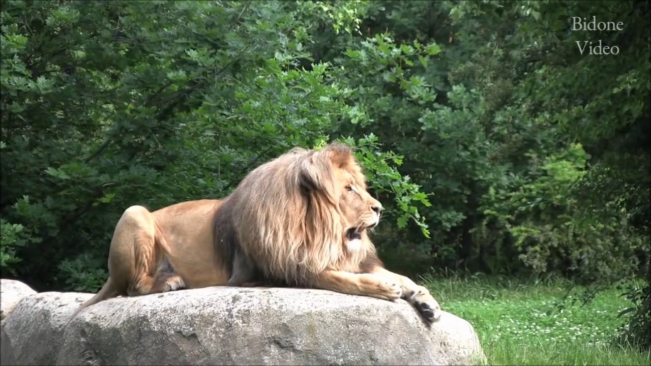 Sprechende Tiere Sprechende Tiere