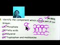 #RJ SET PYQS 2023//STATE WISE PYQS//LIPID BILAYER//PLASMA MEMBRANE//CELL BIOLOGY//UNIT 2//SET LIFE.