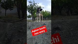 Afghan kochi dog