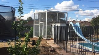Arizona Bird Aviary built over old citrus tree