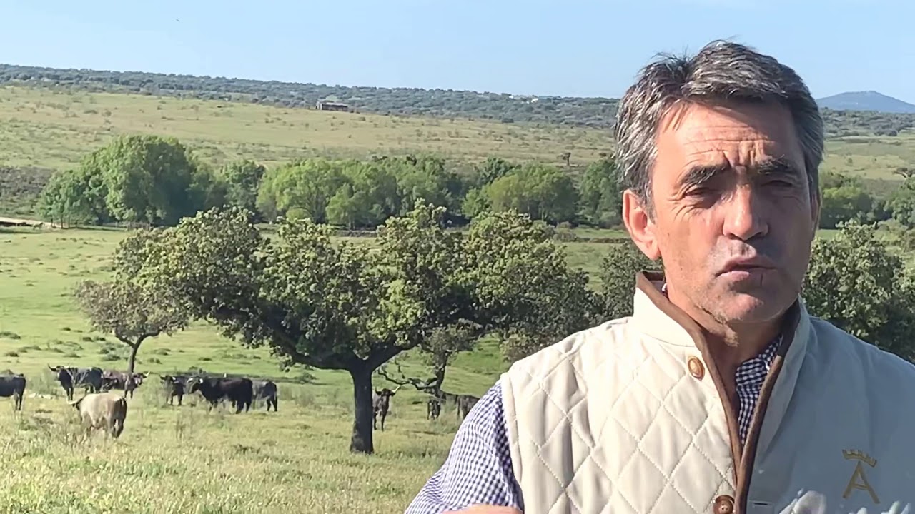 PROCEDENCIA DE LOS VICTORINOS