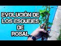 ♦️Como ESQUEJAR ROSALES Sin Hormonas *2||⚠️ EVOLUCIÓN||Como Hacer Esquejes De Rosal {FUNCIONA}