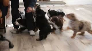 Mini Bernedoodle Puppies For Sale