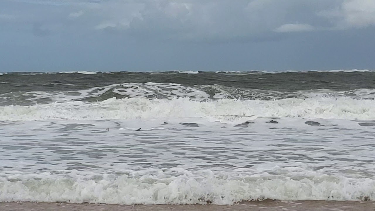 Shark by the shore at St Augustine Beach YouTube