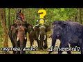 Wild Elephant Enters an Indian Village - See the Chinna Thambi Indian wild Elephant Story