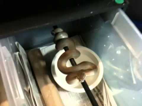 Daily tanimbar scrub check