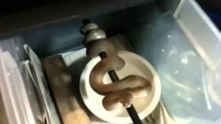 Daily tanimbar scrub check