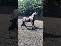 Even if you are 30 you can still be flexible  horse funnymyhorse friesian top