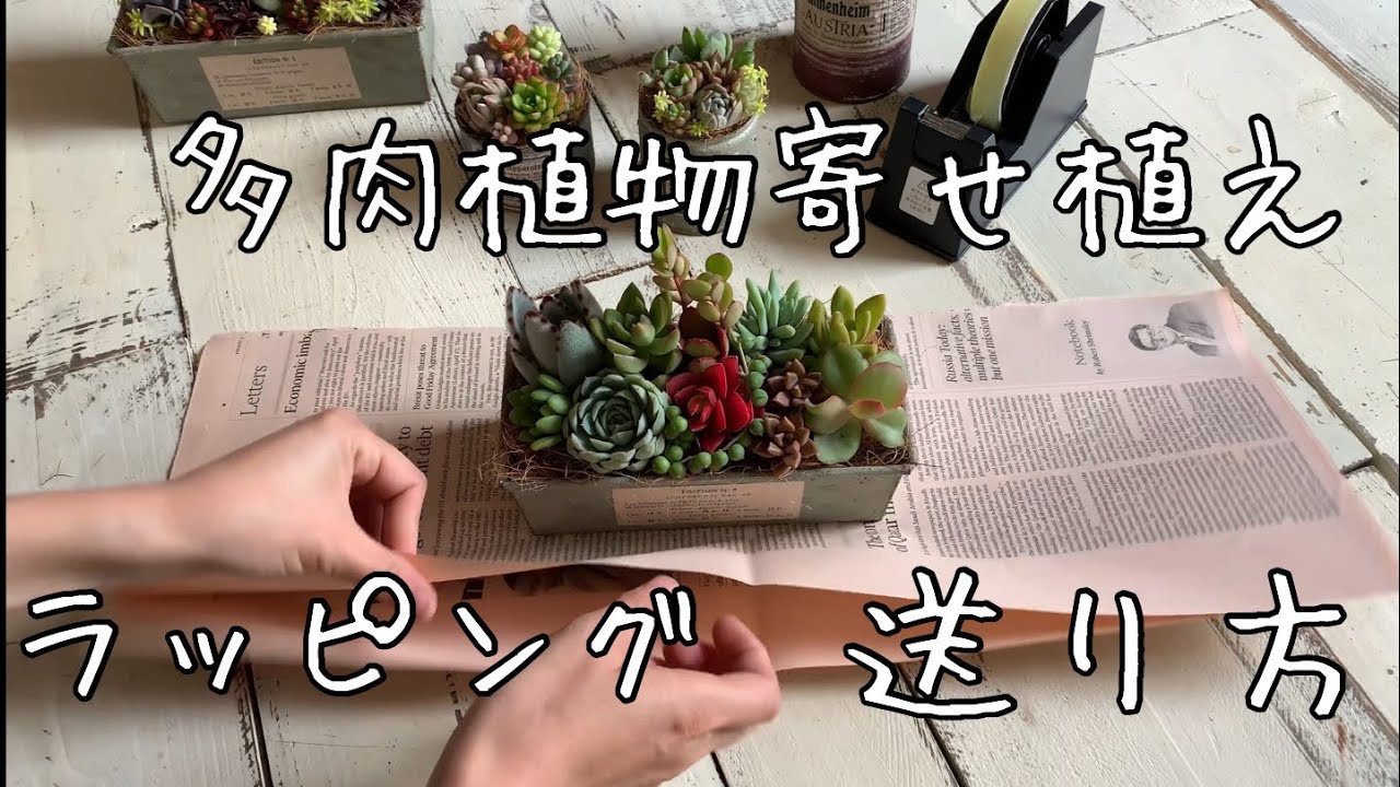 多肉植物の寄せ植えの送り方 梱包 ラッピングの方法 Youtube