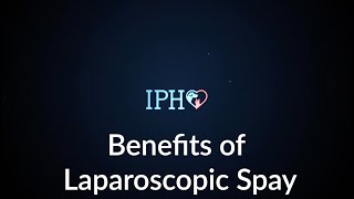 Benefits Of Laparoscopic Spay