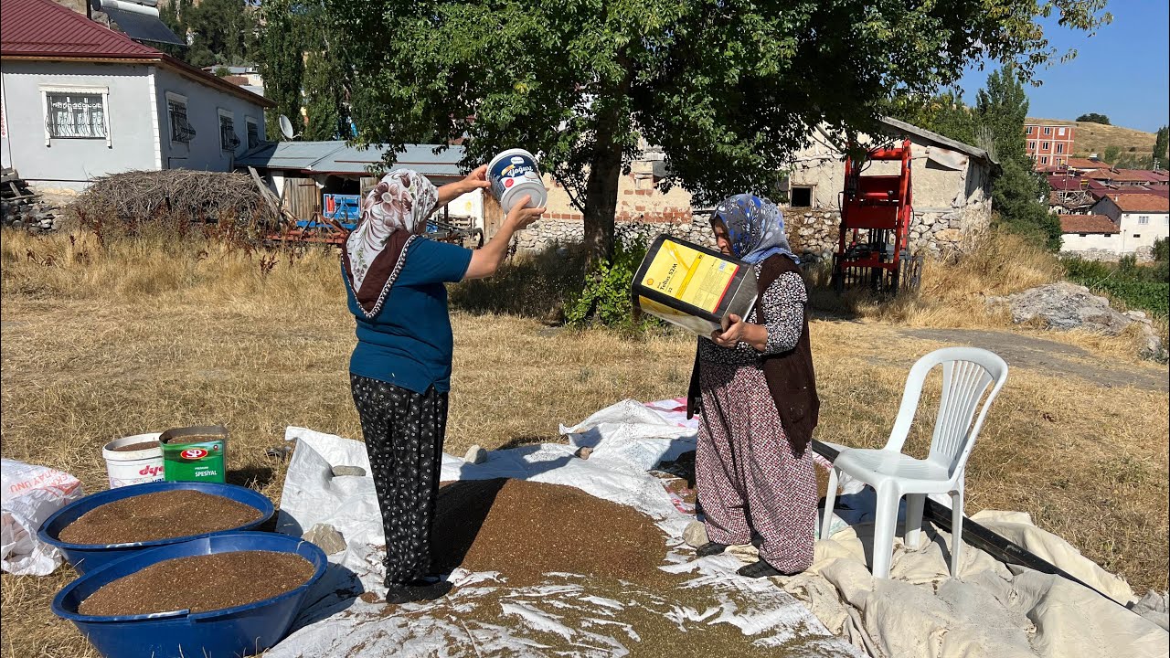 Bizim Ellerde Keten Tohumu Üretimi Hikayem #tahsinbakır #tokat #günçalıköyü #dinar #hasatvakti