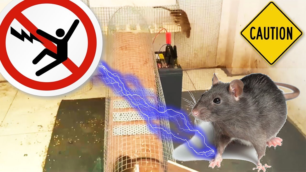 Amazing!!! Electric Rat and mouse Killer trap/Trap 10 mice/12v electric ...