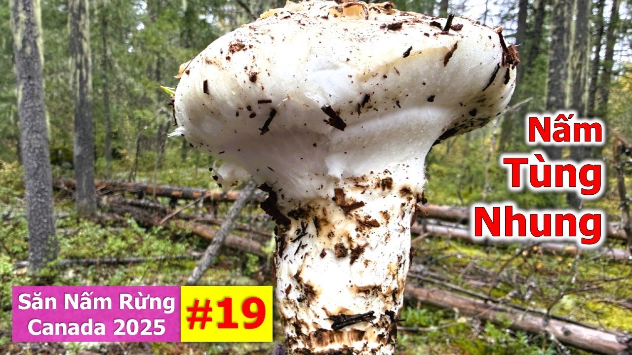 Mùa Săn Nấm Tùng Nhung Quý Hiếm Đắt Đỏ,Trúng Mánh Nấm Siêu To Quá mê 🇨🇦2183》 Matsutake Mushrooms