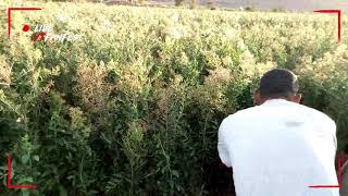 حصاد الحناء بدوار الزعلو تزارين زاكورة