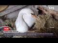 У Дніпропетровській області небайдужі врятували лебедя