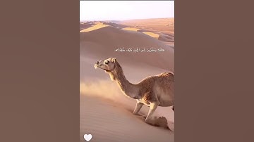 أَفَلَا يَنظُرُونَ إِلَى الْإِبِلِ كَيْفَ خُلِقَتْ * وَإِلَى السَّمَاء كَيْفَ رُفِعَتْ *سورة الغاشية