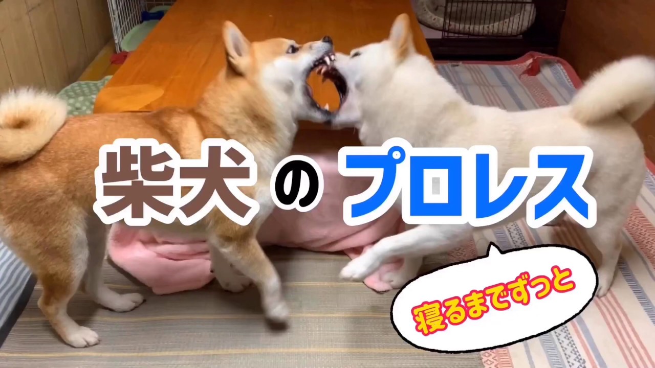 白柴犬の鳴き声 ᴥ ｑ太郎がワンワン吠えています 頑張って威嚇しているのに届かぬ想い Youtube