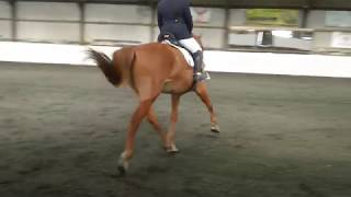 Novice 38 Dressage Test - apparently all far too fast!!!
