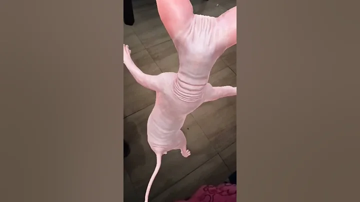 Watch the video about #sphynx cat dancing short #mememeow sphinx cat short # viral pink cat dancing video #youtubeshorts #