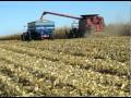 Corn mega harvesting  wow