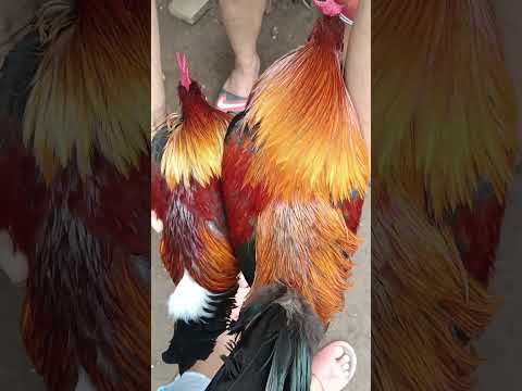 Labuyo at manok
