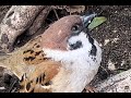 スズメの涙