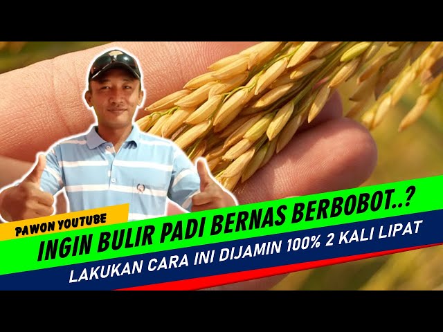 Rahasia Perlakuan KHUSUS SAAT PADI BUNTING Agar Bulir Padi Bernas Sampai Pangkal dan Bebas Penyakit class=