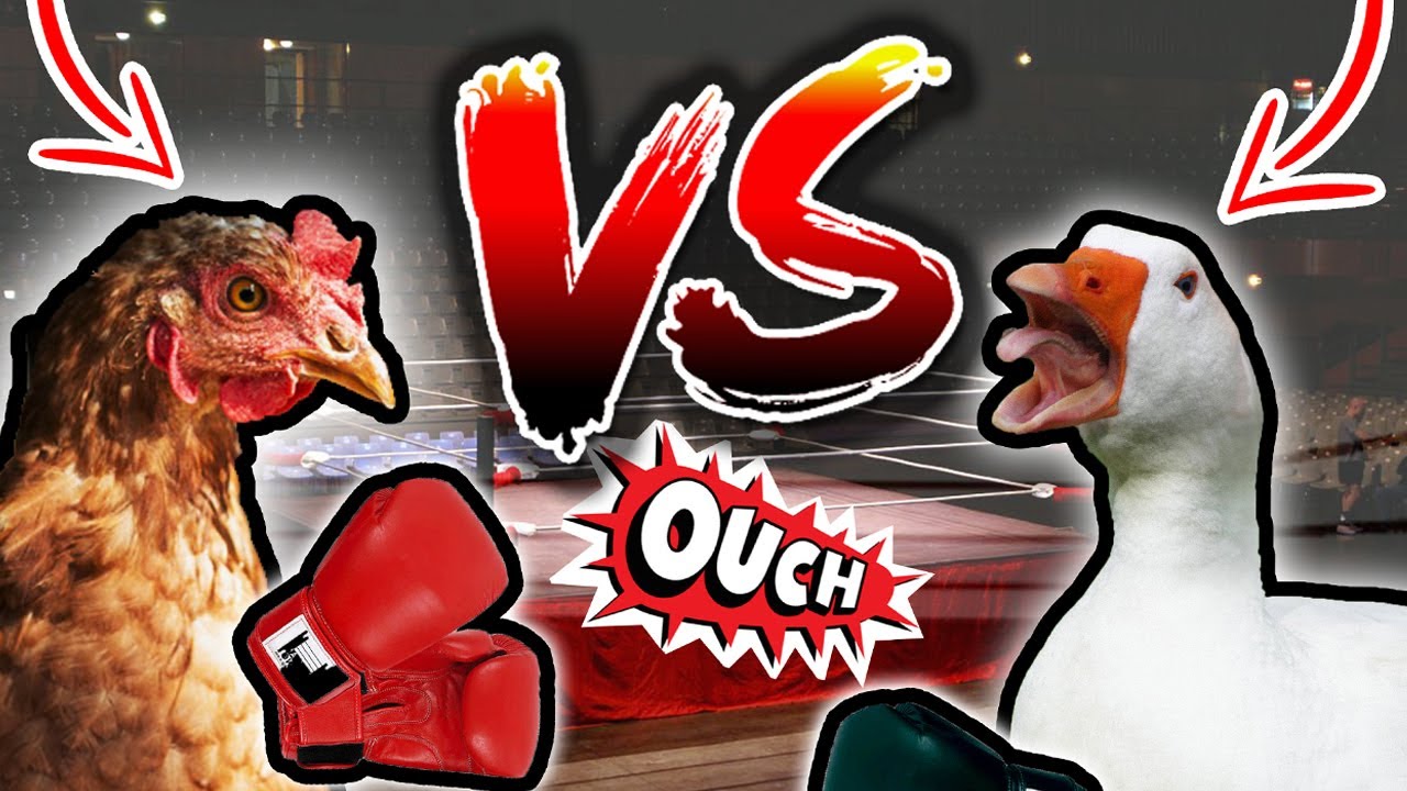 Chicken & Duck 🐔🦆