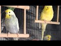 Wellensittiche zuschauen (Fragen beantworten) #bird #live #livestream #love #new #chaos #mini #cute 