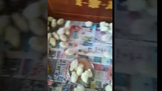 Bresse Civciv İstanbul Satış 0544 645 80 06