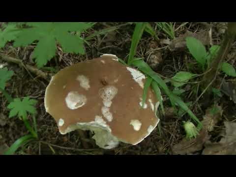 КАК РАСТЁТ БЕЛЫЙ ГРИБ? Посуточное наблюдение за ростом гриба.HOW DOES A WHITE MUSHROOM GROW?