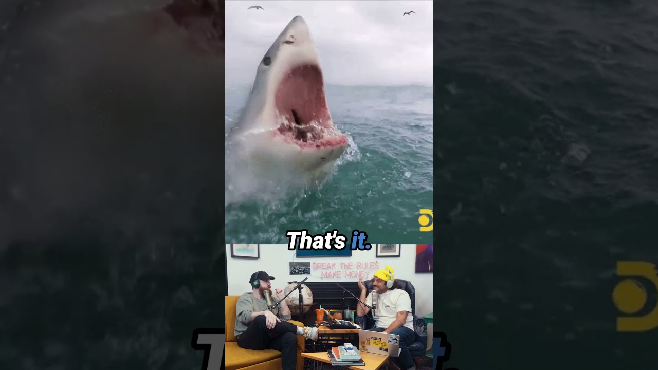 Guess the Shark Stat. #sharks #google #podcast